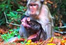 Mother Monkey Tenderly Cradles Her Newborn in the Wild